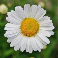 flor_margarita-200x200